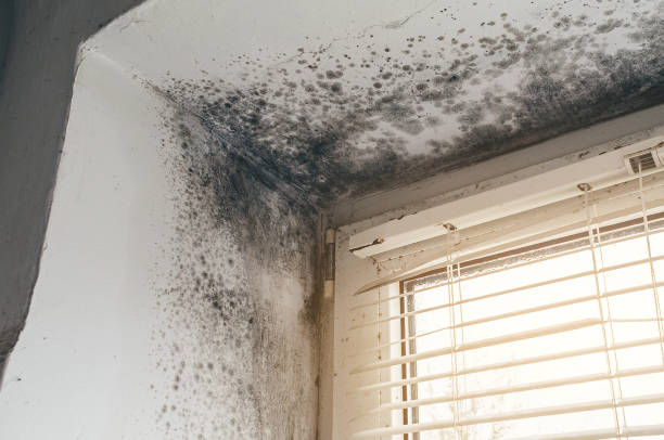 Affordable Attic Mold Remediation solutions in Rolesville, NC